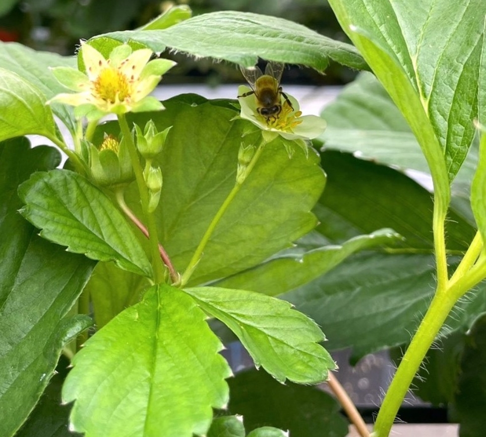 苺の花とミツバチ